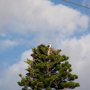 Eagle's Nest II