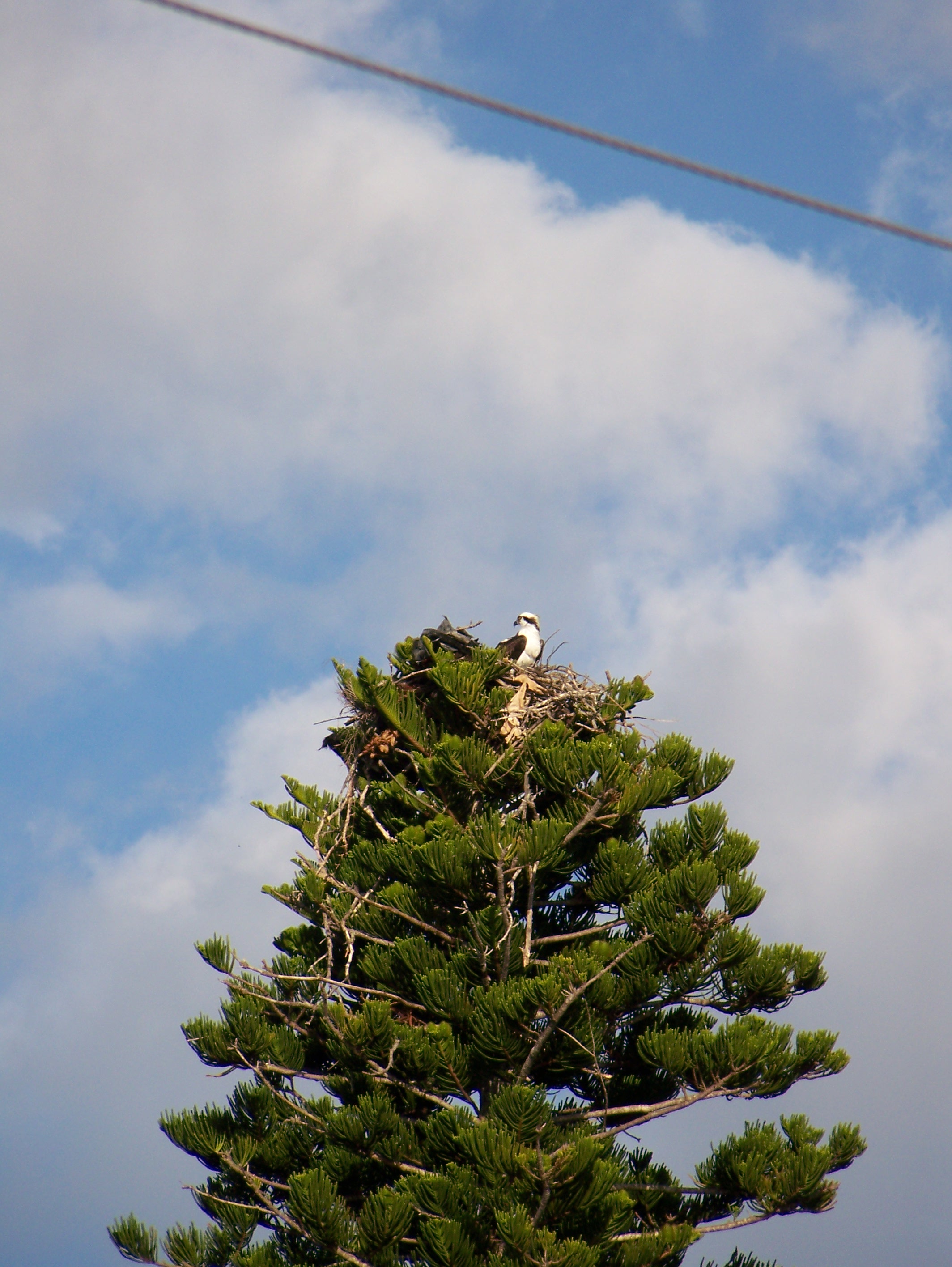 Eagle's Nest II